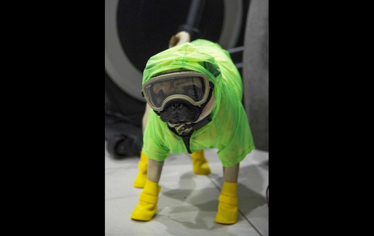 El can es parte del servicio de psiquiatría y neuropsicología del Centro Médico Nacional 20 de Noviembre. AFP/C. Cruz
