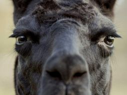 La llama Winter vive en Bélgica. TIM COPPENS
