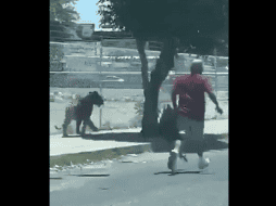 De acuerdo con testigos, el tigre escapó de un domicilio particular, el cual no fue ubicado por las autoridades. TWITTER/ @Trafico_ZMG