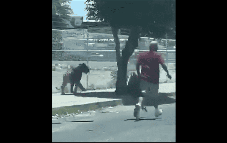 De acuerdo con testigos, el tigre escapó de un domicilio particular, el cual no fue ubicado por las autoridades. TWITTER/ @Trafico_ZMG