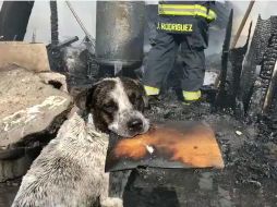 Conmueve en redes el video de un perrito que llora al ver su casa quemada