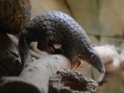 Estudios recientes han demostrado que dicho virus podría haberse originado en los murciélagos; sin embargo, su origen aún es desconocido. AFP / ARCHIVO