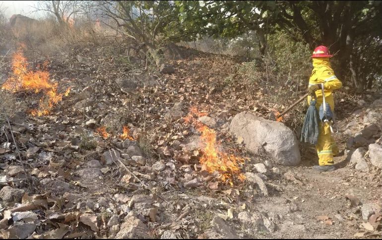 Hay incendios forestales activos en los municipios de Zapopan, Tlajomulco de Zúñiga, San Sebastián del Oeste, Tala, Mezquitic, Bolaños, Tequila, Tecalitlán y Cuautitlán de García Barragán. ESPECIAL