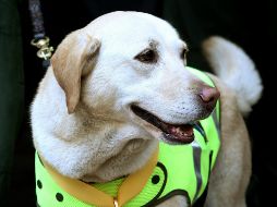 Seis perros de raza labrador y cocker spaniel están recibiendo entrenamiento para la prueba. EFE / ARCHIVO