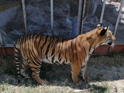 El dueño de los felinos no contaba con el registro correspondiente ni con el plan de manejo autorizado. ESPECIAL/ Profepa