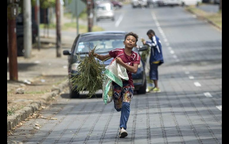 El ramo de hojas de eucalipto se vende entre uno y dos dólares en las calles del país. EFE/J. Torres