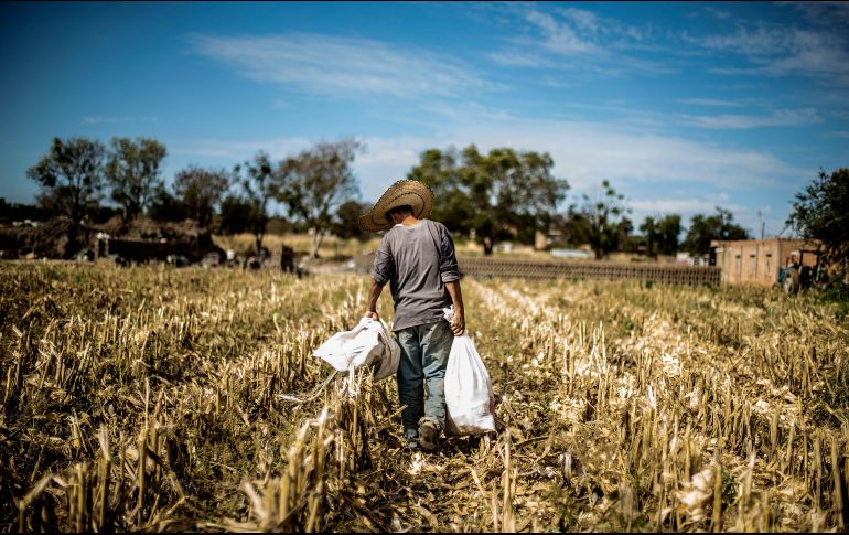 El PIB de las actividades industriales descendió 1.2%, en tanto que el de las agropecuarias aumentó 1.7% en el trimestre enero-marzo del año actual frente al trimestre previo. EL INFORMADOR / ARCHIVO