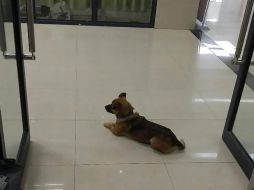 Actualmente, el pequeño Xiobao busca una familia. ESPECIAL/AsiaWire