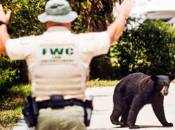 El oso fue reubicado a un área de vida silvestre administrada por el estado. AP/A. West-The News-Press
