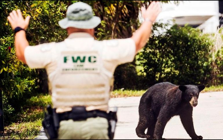 El oso fue reubicado a un área de vida silvestre administrada por el estado. AP/A. West-The News-Press