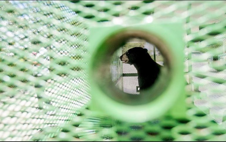 El oso fue reubicado a un área de vida silvestre administrada por el estado. AP/A. West-The News-Press