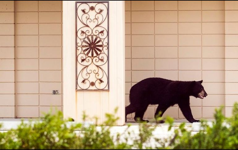 El oso fue reubicado a un área de vida silvestre administrada por el estado. AP/A. West-The News-Press