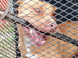 El animal es puesto a disposición del Centro de Salud Animal quien determinará si será sacrificado.NTX/ARCHIVO