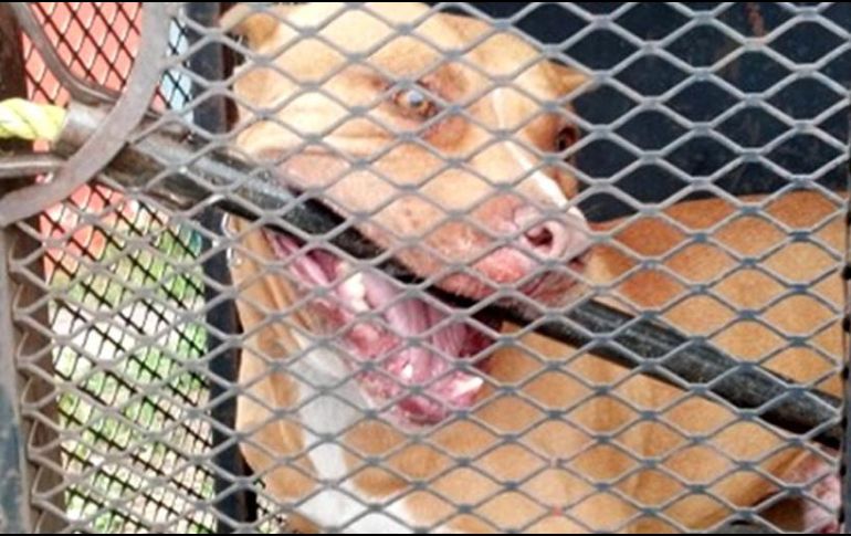 El animal es puesto a disposición del Centro de Salud Animal quien determinará si será sacrificado.NTX/ARCHIVO