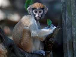 Aunque los eventos ocurrieron hace unos días, la noticia trascendió hoy en medios locales cuando el video se viralizó. EFE / ARCHIVO