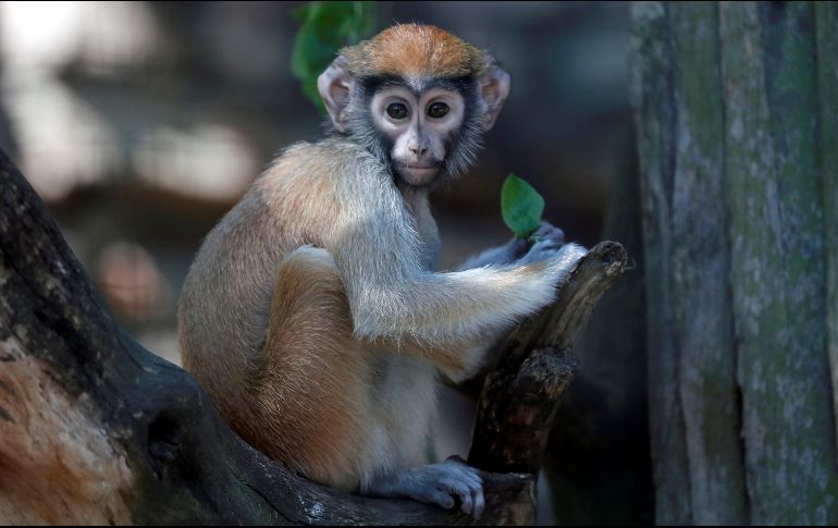 Aunque los eventos ocurrieron hace unos días, la noticia trascendió hoy en medios locales cuando el video se viralizó. EFE / ARCHIVO