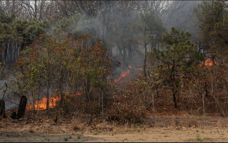 La vegetación afectada es en su mayoría pastos y matorrales. Aun así, para evitar un mayor riesgo, reiteraron para no hacer uso del fuego en las zonas forestales. EL INFORMADOR / ARCHIVO