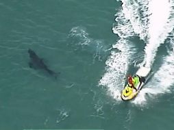 Un tiburón se ve hoy cerca de un jet ski en Kingscliff, en Nueva Gales del Sur.  Australia cuenta con unos dos mil 210 ejemplares adultos de tiburón blanco, considerados como los más peligrosos.AP/ ABC/CH7/CH9