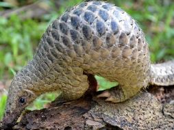 Las escamas son muy apreciadas en la medicina tradicional china, aunque aseguran que éstas no tienen beneficios terapeúticos. ESPECIAL