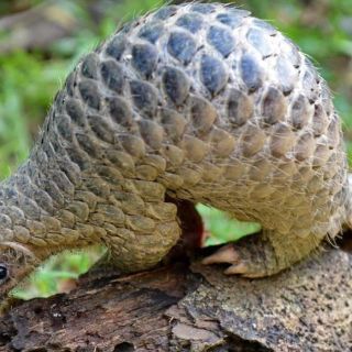 China saca al pangolín de su lista de ingredientes para medicina tradicional