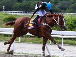 El gremio del hipismo en Venezuela condenó el hecho, que lamentablemente se ha vuelto una costumbre en el país. TWITTER/@jcpb3582