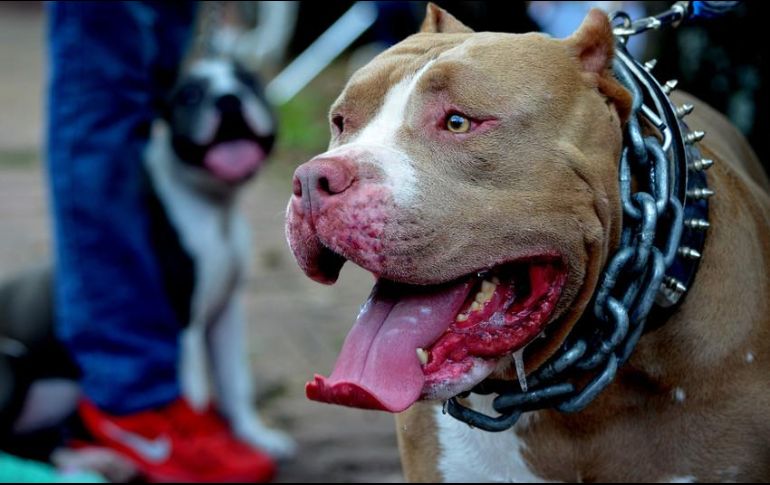 El ataque del perro fue repentino, aseguró la nuera de la víctima. EL INFORMADOR/ARCHIVO