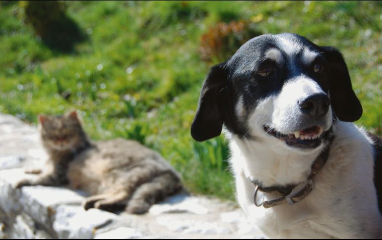 MASCOTAS. La paciencia y el amor, los mejores ayudantes en la adaptación a la nueva normalidad. ESPECIAL