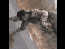 En las grabaciones se escucha la mezcla de los estruendos de las armas de alto poder con algunos gritos de los oficiales. TWITTER