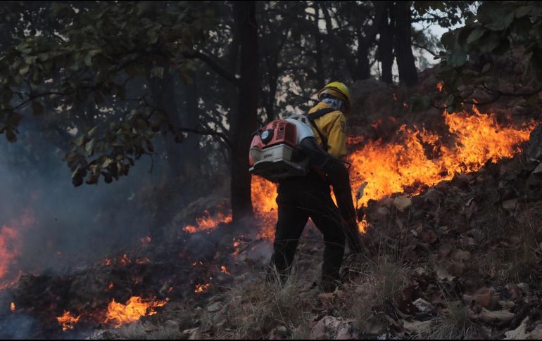 La vegetación afectada únicamente fue hojarasca y arbusto. ESPECIAL / Bomberos de Zapopan