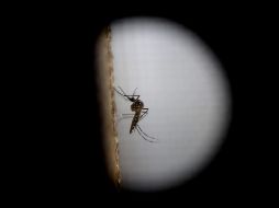 La primera recomendación contra el dengue es no dejar objetos que puedan contener el agua pluvial. EFE/Archivo