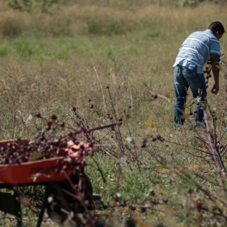La CNDH investigará muerte de mexicanos por COVID-19 en granjas de Canadá