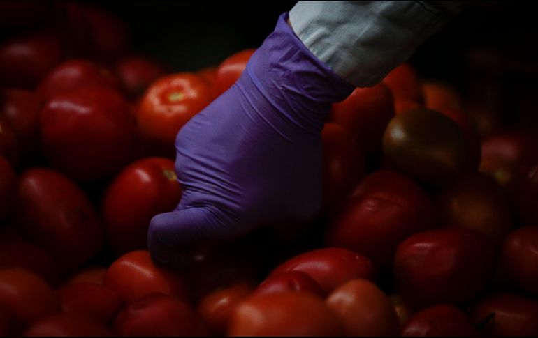 México es el principal exportador del mundo en jitomates con casi 25% del valor total de las exportaciones. EL INFORMADOR/ARCHIVO