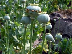 En un comunicado la Corporación informó que en los siete hallazgos se buscó a los responsables de las siembras, sin resultados positivos y procedieron a su destrucción mediante el método de mano de obra e incineración. EL INFORMADOR / ARCHIVO