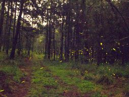 Las visitas turísticas al bosque transcurren entre junio, julio y principios de agosto. NTX / ARCHIVO