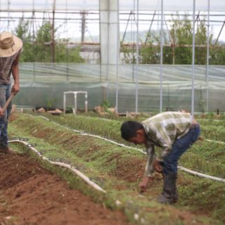 Campo mexicano luchará contra trabajo infantil para cumplir con T-MEC