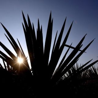 Singapur reconoce al Tequila como marca: IMPI