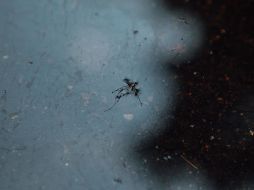 El año pasado a esta fecha en Jalisco se registraban 272 contagios confirmados y dos mil 789 probables. EL INFORMADOR / ARCHIVO