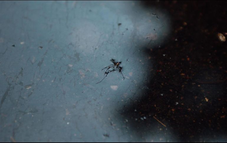 El año pasado a esta fecha en Jalisco se registraban 272 contagios confirmados y dos mil 789 probables. EL INFORMADOR / ARCHIVO