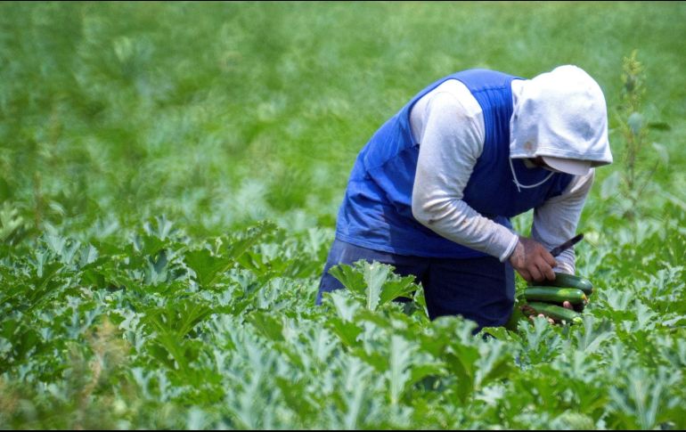Más de 16 mil trabajadores mexicanos han migrado este año de forma temporal a Canadá como parte del programa agrícola. EFE/ARCHIVO