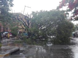 Las fuertes tormentas de los últimos días ya han ocasionado la caída de varios árboles, una constante en estas fechas. ESPECIAL/Bomberos de Guadalajara