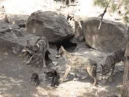 El lobo gris mexicano es una especie en peligro de extinción. TWITTER / @museodeldesiert