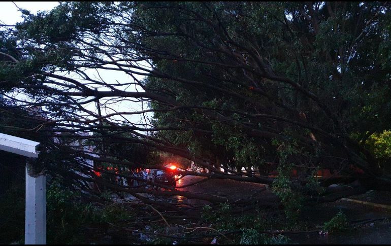 Nueve de los árboles caídos estaban en la colonia Paseos del Sol. ESPECIAL/PC y Bomberos de Zapopan