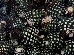 Debido a la sobreproducción de la planta, agricultores estiman cambiar de cultivo. AFP/Archivo