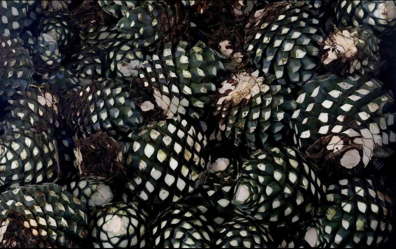 Debido a la sobreproducción de la planta, agricultores estiman cambiar de cultivo. AFP/Archivo