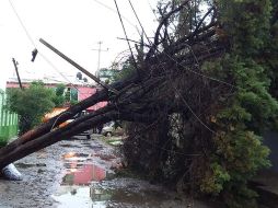 Al menos siete árboles caídos o por caer fueron reportados. ESPECIAL