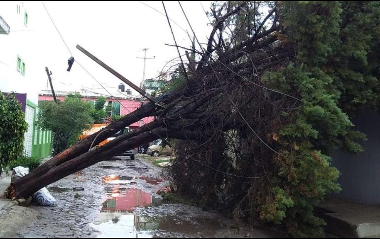 Al menos siete árboles caídos o por caer fueron reportados. ESPECIAL
