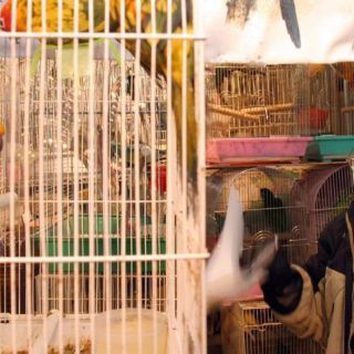 China, en vías de eliminar el sacrificio de aves vivas en los mercados