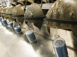 Un litro de sangre de estos cangrejos se vende por US$15.000  GETTY IMAGES