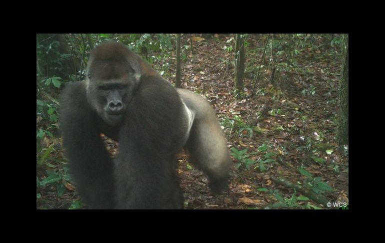 Las insólitas imágenes familiares del gorila más difícil de ver en el mundo