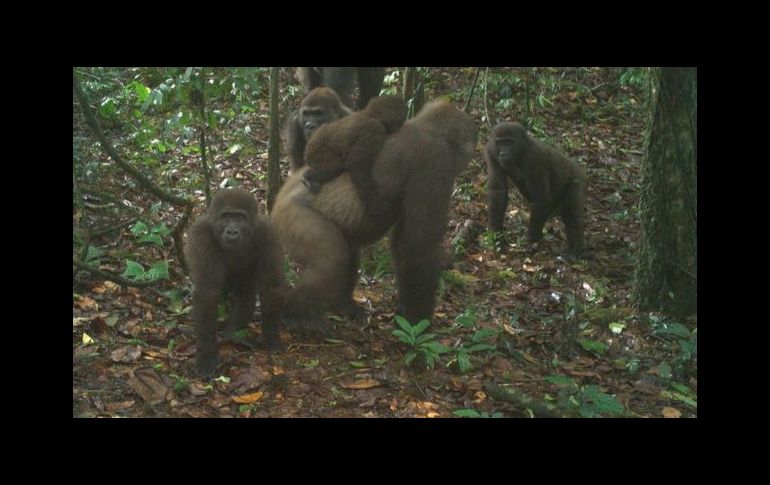 Las insólitas imágenes familiares del gorila más difícil de ver en el mundo